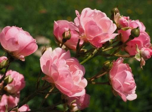 Pink rose flowers